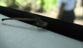 a crazy looking bug in our van