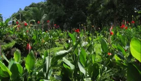 pretty flowers