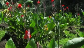 Flowers on Ometepe Island