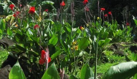 Flowers on Ometepe Island