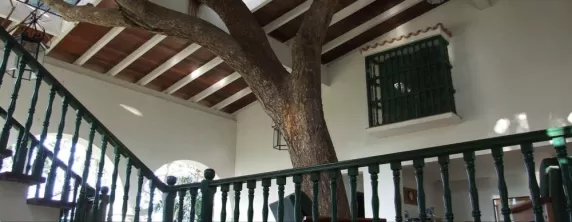 A tree inside the Hotel La Moka