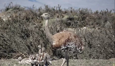 The Rhea of Patagonia with his younglings