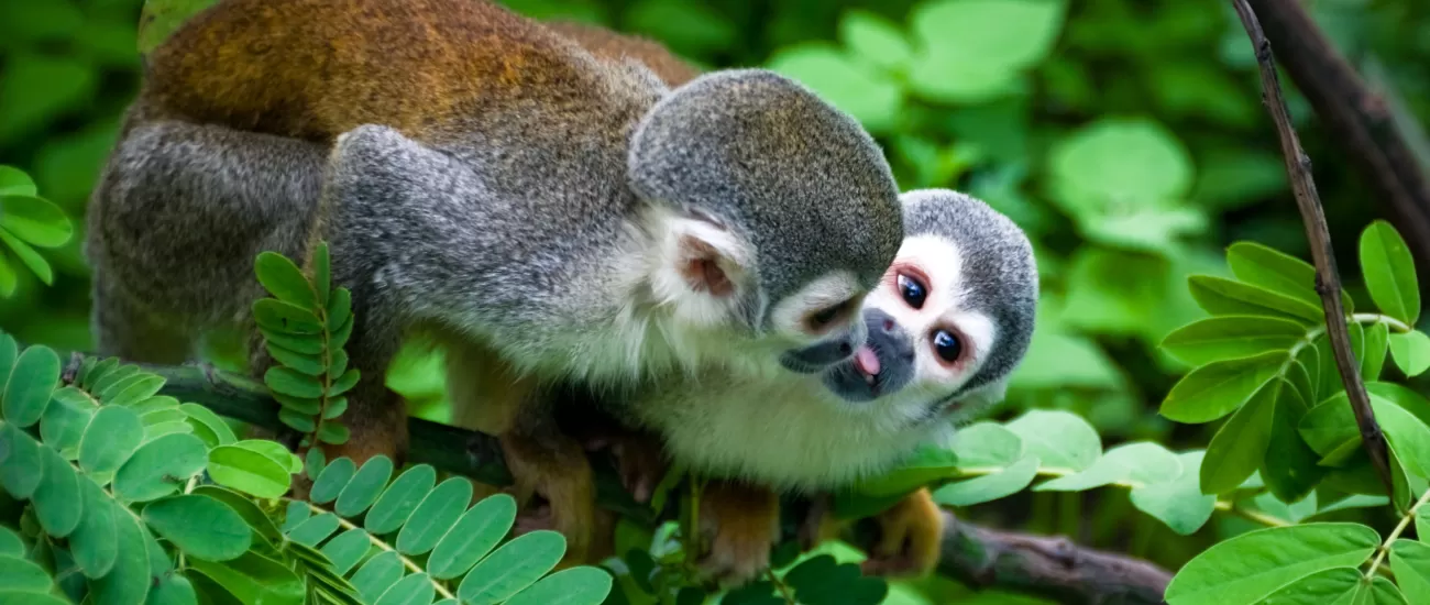 7 Steps You Can Take to Help Save the Amazon Rainforest