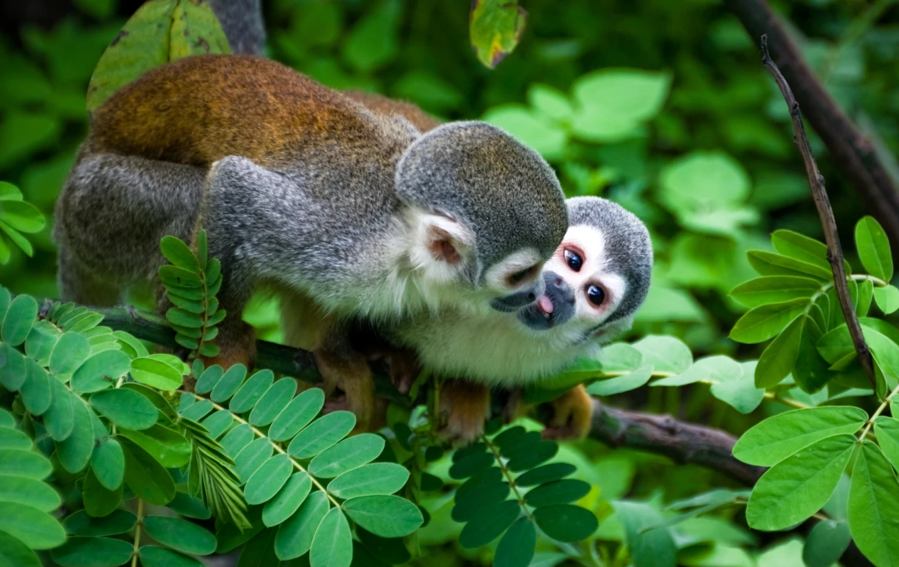 Two squirrel monkeys in the Amazon