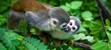 Two squirrel monkeys in the Amazon
