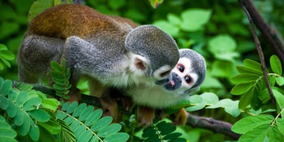 Two squirrel monkeys in the Amazon