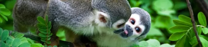Two squirrel monkeys in the Amazon