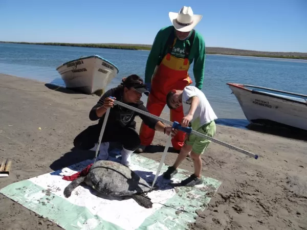 Measuring Sea Turtle Magdalena Bay