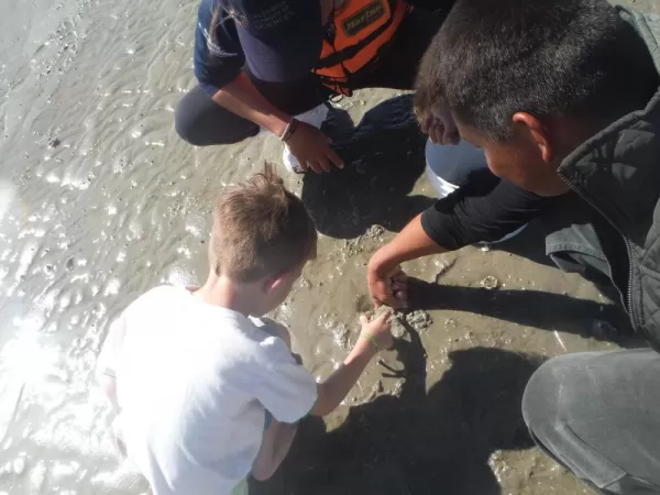 Digging up Chocolate Clams