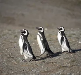 The dapper three musketeers