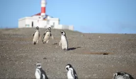 Magellan penguins - cuter than heck