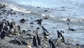 Awkward on land, experts in the water