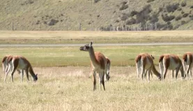 The guanacos didn't even notice the 50+ mile an hour winds