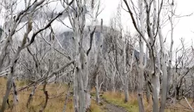 Mystic trees from the 2011 fires