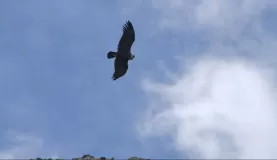 A majestic condor flew right over us on our way to the glacier.