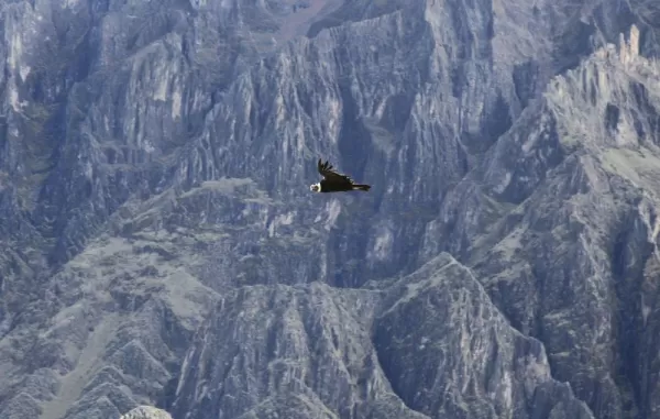 Condor flying above Colca Canyon