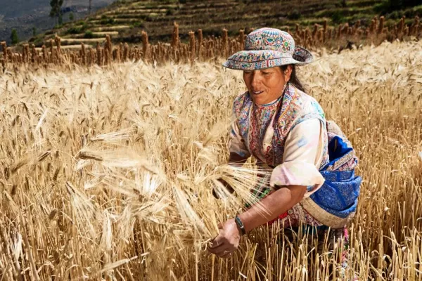 Peruvian woman harvesting rye