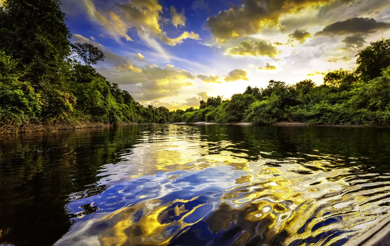 River in the Amazon Rainforest