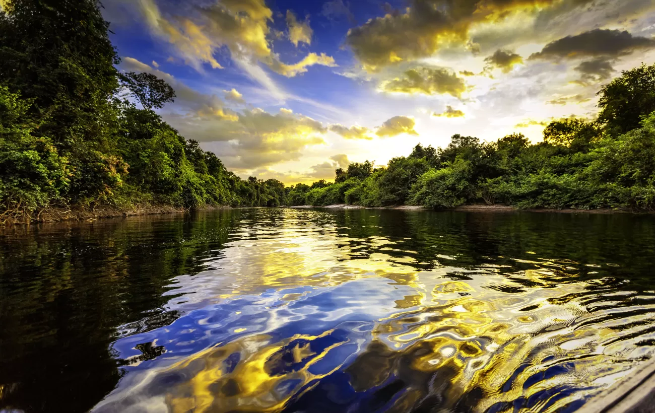 Visiting the  Rainforest in Brazil