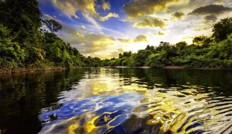 River in the Amazon Rainforest