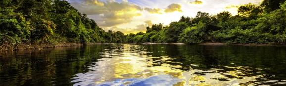 Rainforest Medicine Healing Medicines From The Amazon