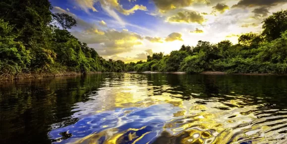 River in the Amazon Rainforest