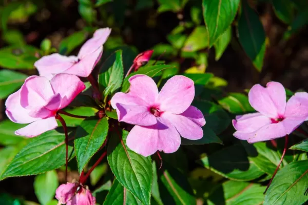 Madagaskar periwinkle