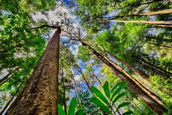 Looking up the trunk of a giant rainforest tree