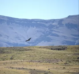 Our first Condor sighting!