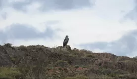Eagle perched on a hill top