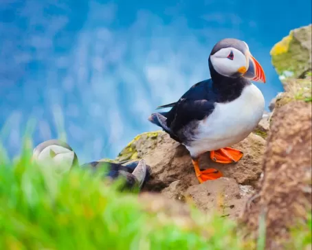 Puffins on the Latrabjarg Cliffs