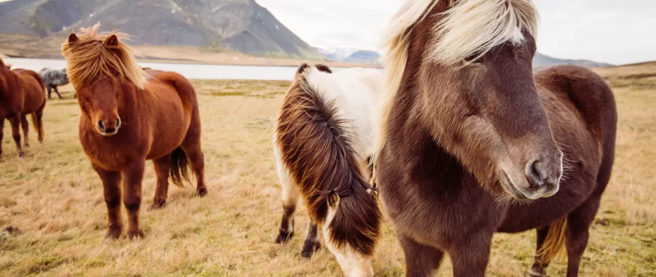 Wild Icelandic Horse grazing