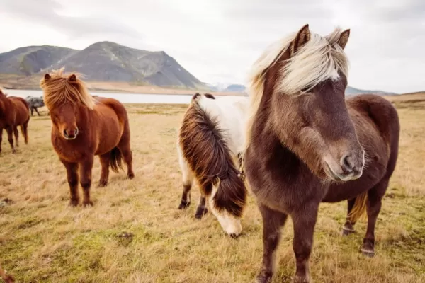 Wild Icelandic Horse grazing