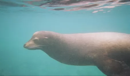 Wildlife of the Galapagos Islands