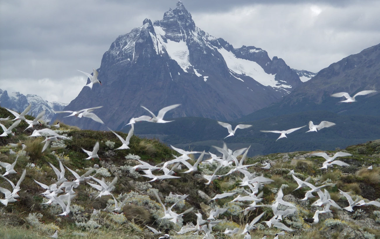 Incredible mountains and wildlife at the end of the world.