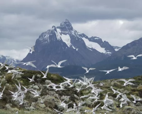 Incredible mountains and wildlife at the end of the world.