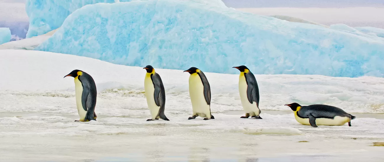 Penguins in the Antarctic landscape