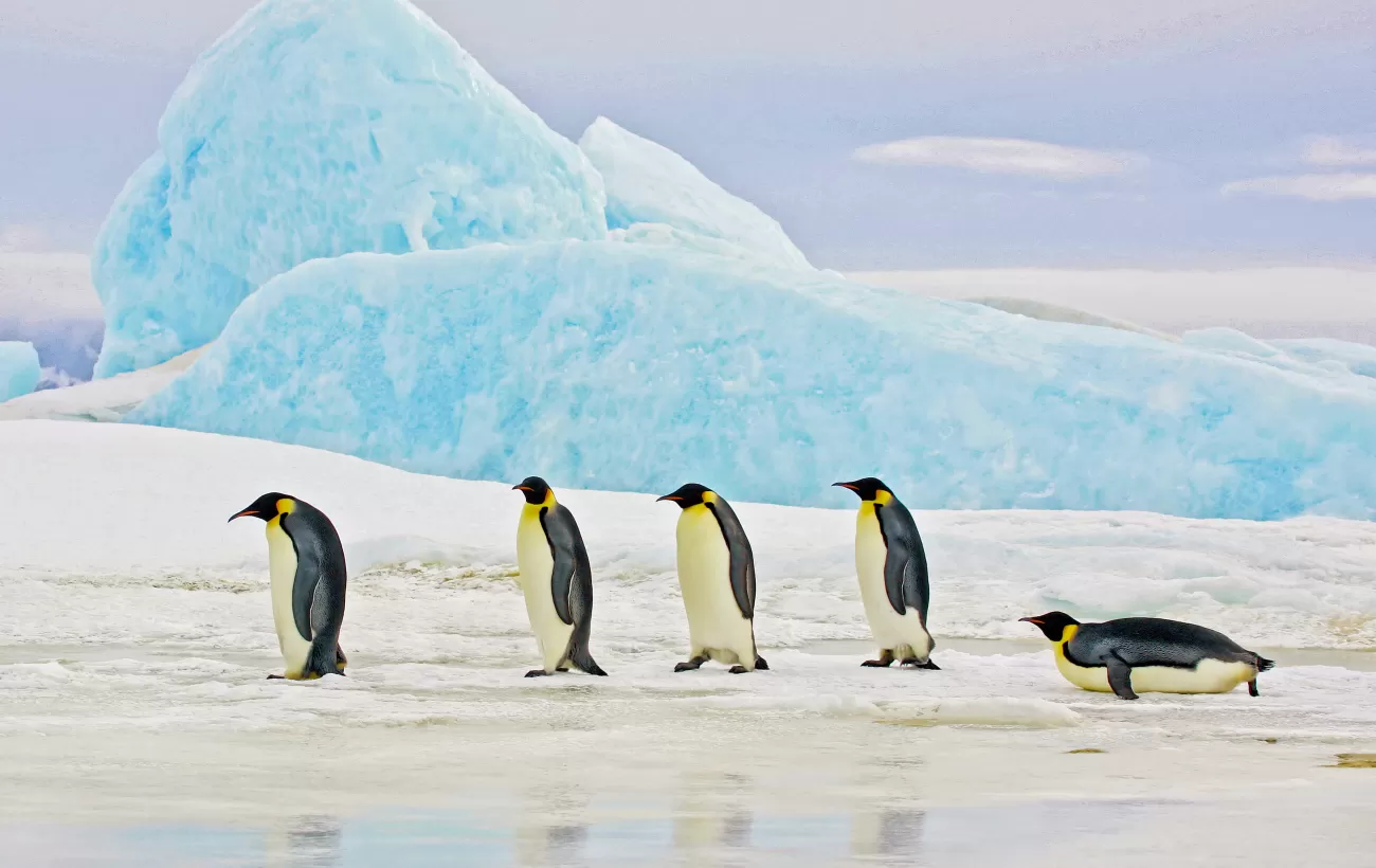 Penguins in the Antarctic landscape