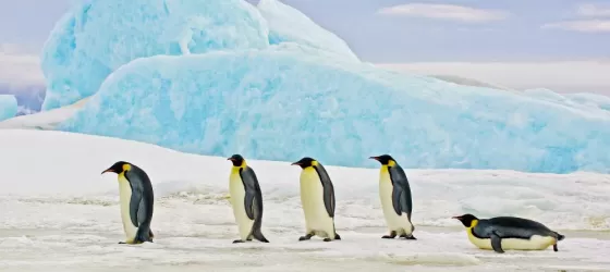 Penguins in the Antarctic landscape