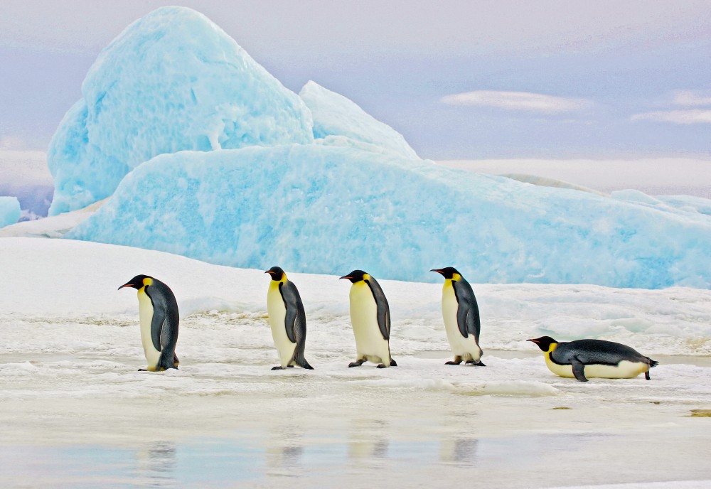 18 Best Antarctica Cruises, Ships & Tours for 2022-2023