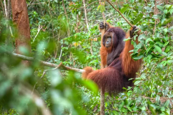Cruising Adventures! Orangutan