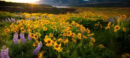 Columbia River Gorge