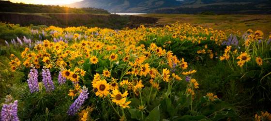 Columbia River Gorge