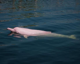 Pink dolphin