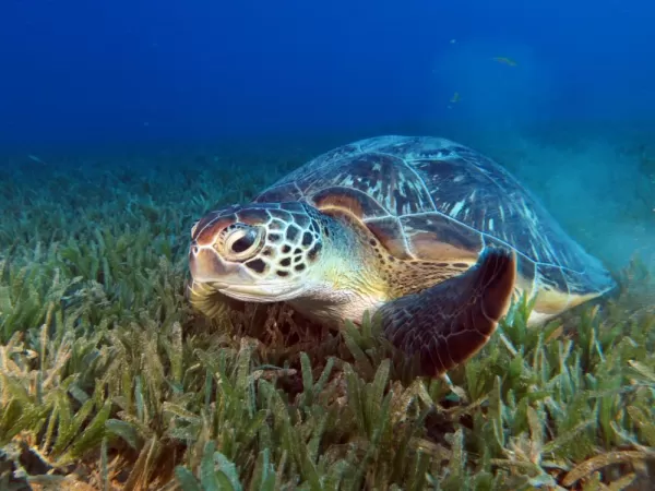 Swimming Green Sea Turtle in Indonesia