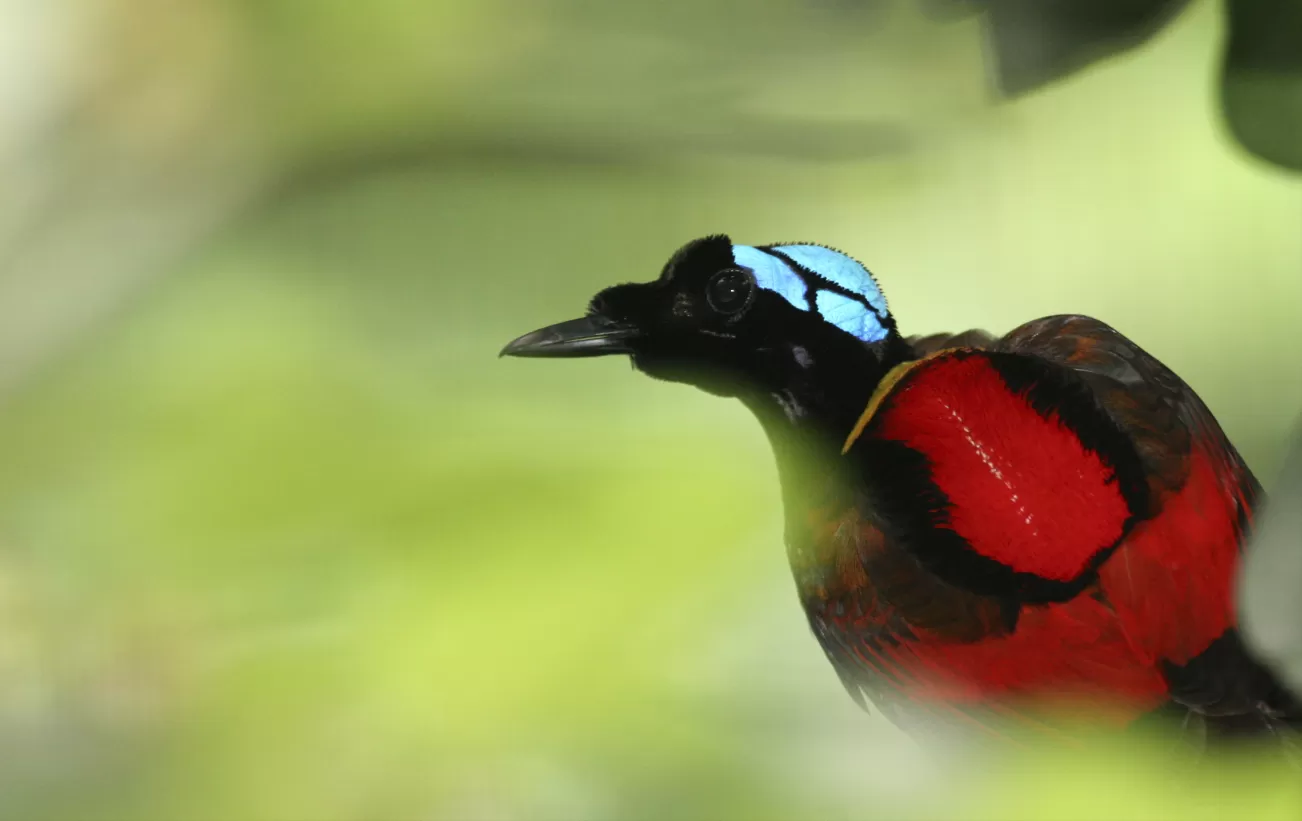 Wilsons Bird in Raja Ampat Indonesia