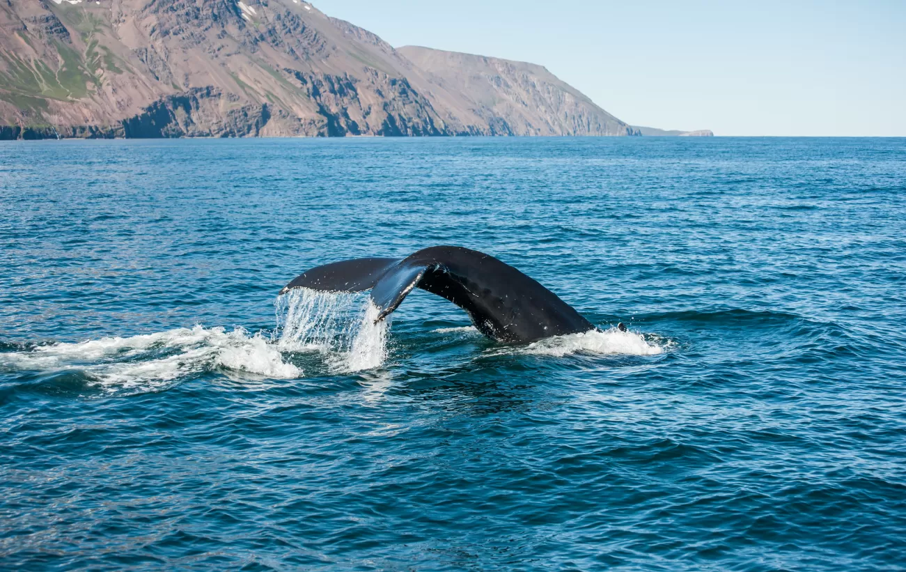 Whale Watching off the coast of Reykjavik in Iceland