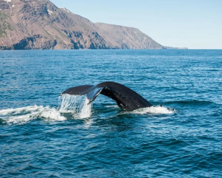 Whale Watching off the coast of Reykjavik in Iceland