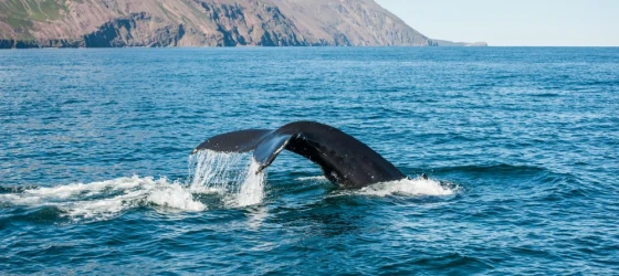 Whale Watching off the coast of Reykjavik in Iceland