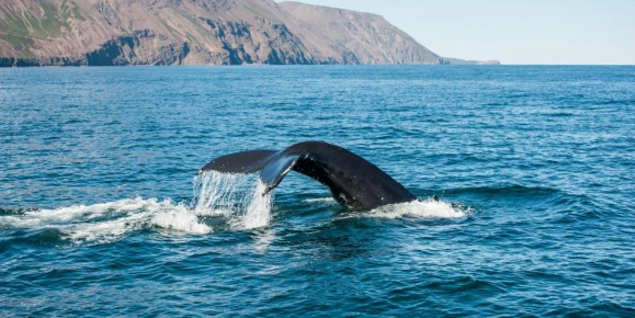 Whale Watching off the coast of Reykjavik in Iceland